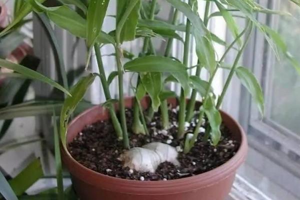 生姜怎么种植盆栽,多久可以出姜