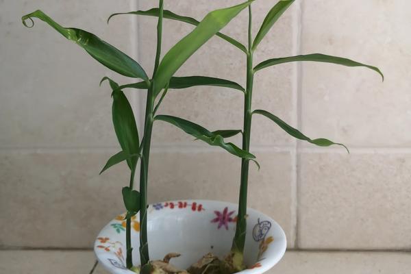 生姜怎么种植盆栽,多久可以出姜