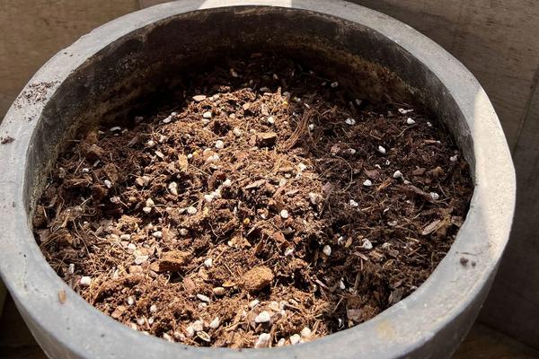 生姜怎么种植盆栽,多久可以出姜