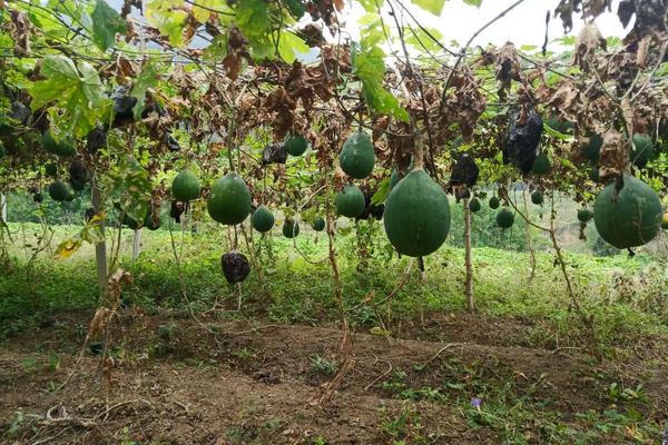 瓜蒌的种植技术管理,附病虫害综合防治