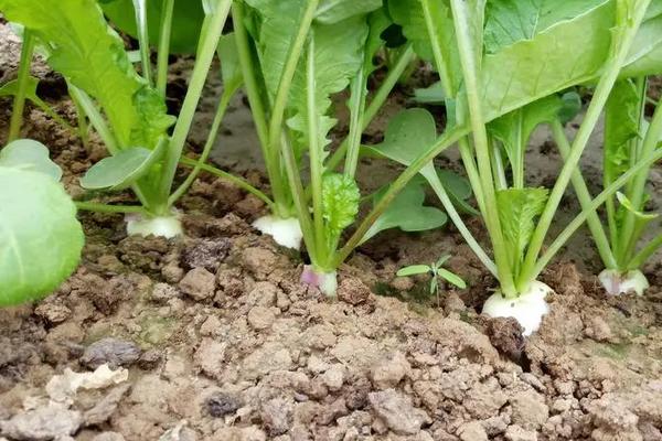 萝卜怎么种，露地种植和盆栽有什么不同