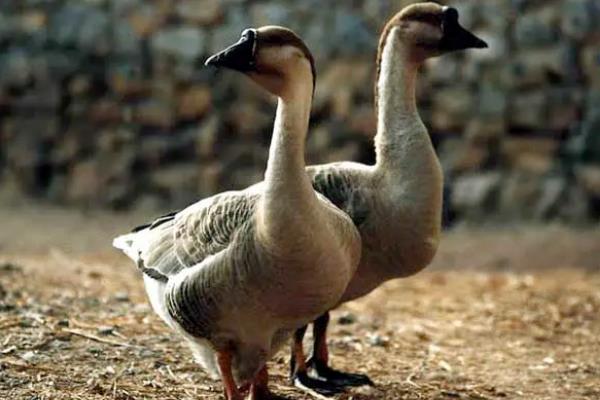 灰狮头鹅最大能养多少斤?,附灰狮头鹅的养殖方法