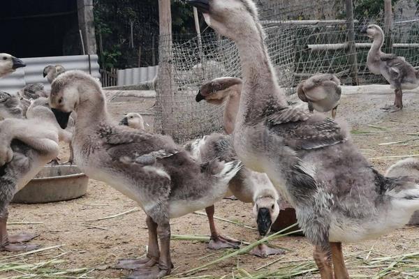 灰狮头鹅最大能养多少斤?,附灰狮头鹅的养殖方法