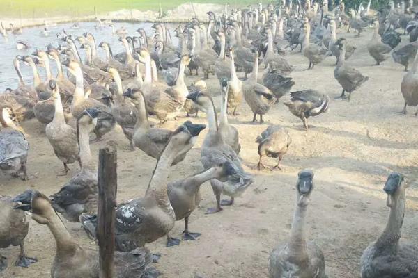 灰狮头鹅最大能养多少斤?,附灰狮头鹅的养殖方法