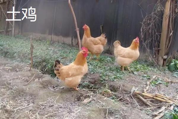土鸡和柴鸡的区别