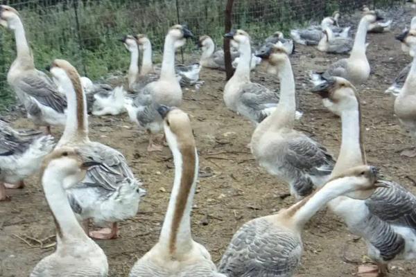 灰狮头鹅最大能养多少斤?,附灰狮头鹅的养殖方法