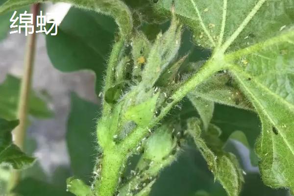 绵蚜用什么药剂防治，根绵蚜和树绵蚜有何区别