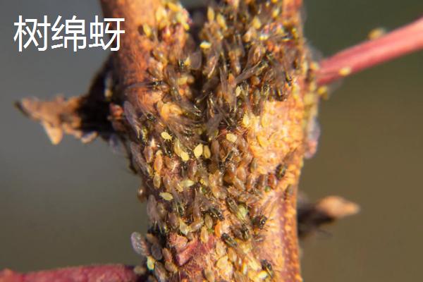 绵蚜用什么药剂防治，根绵蚜和树绵蚜有何区别