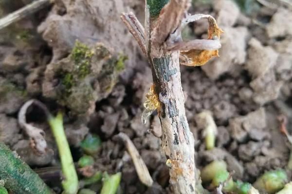 瓜蒌的种植技术管理,附病虫害综合防治