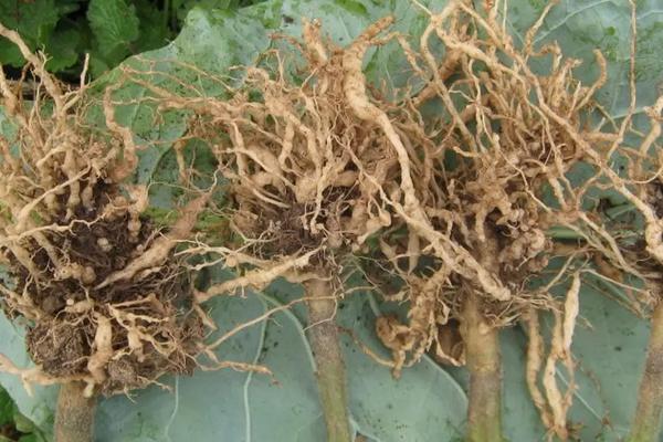 瓜蒌的种植技术管理,附病虫害综合防治