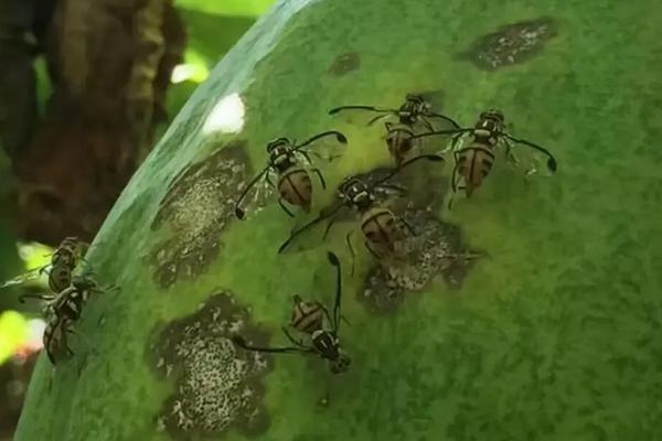 瓜蒌的种植技术管理,附病虫害综合防治