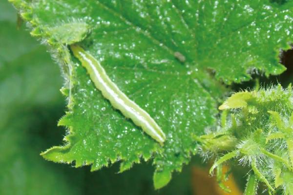 瓜蒌的种植技术管理,附病虫害综合防治