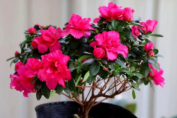 花卉杜鹃花养殖方法，可以放在室内种植吗