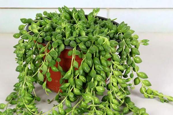 花卉佛珠养殖方法,开花了需要掐掉吗