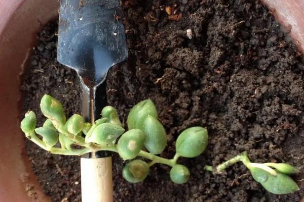 花卉佛珠养殖方法,开花了需要掐掉吗