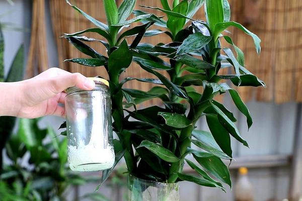 花卉步步高的养殖方法，步步高花的寓意是什么