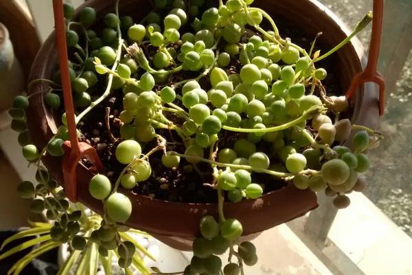 花卉佛珠养殖方法,开花了需要掐掉吗