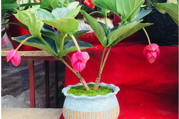 花卉宝莲灯的养护,附种植方法