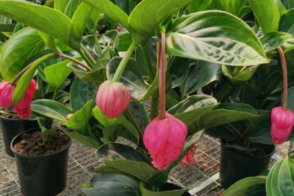 花卉宝莲灯的养护,附种植方法