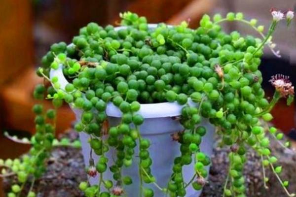 花卉佛珠养殖方法,开花了需要掐掉吗