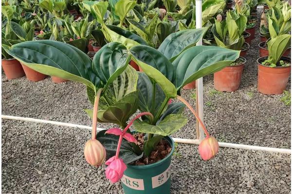 花卉宝莲灯的养护,附种植方法