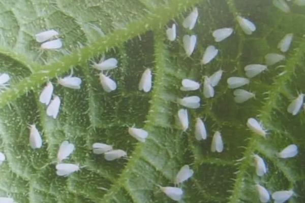 花卉宝莲灯的养护,附种植方法