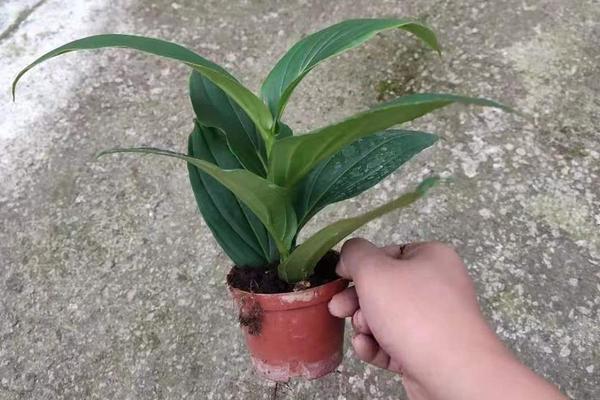 花卉宝莲灯的养护,附种植方法