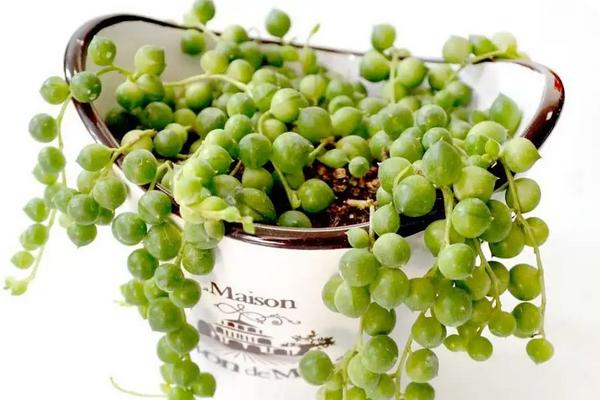 花卉佛珠养殖方法,开花了需要掐掉吗