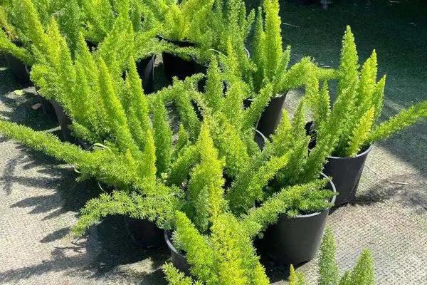 花卉天门冬的养殖方法,种子什么时候采摘