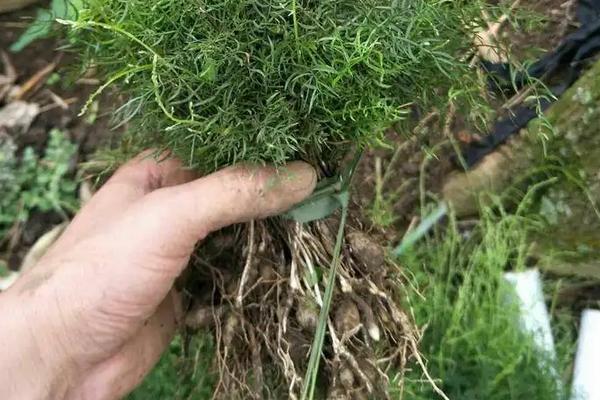 花卉天门冬的养殖方法,种子什么时候采摘