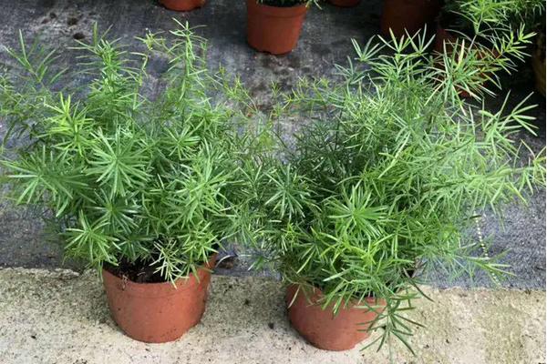 花卉天门冬的养殖方法,种子什么时候采摘