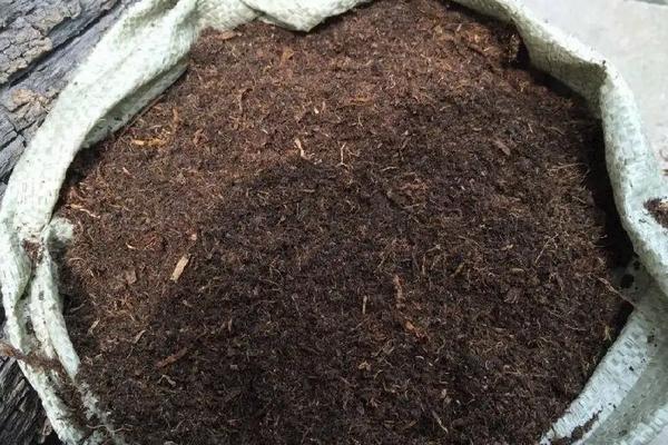 花卉天门冬的养殖方法,种子什么时候采摘