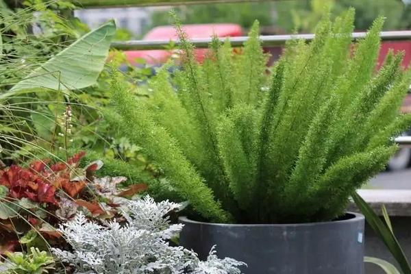 花卉天门冬的养殖方法,种子什么时候采摘