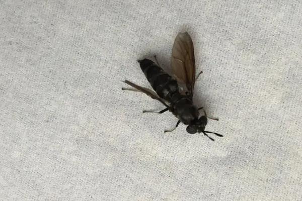 抓了一只蜜蜂怎么养,一只蜜蜂一天能采多少蜜