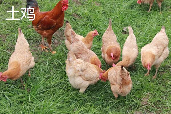 土鸡跟家鸡有区别吗