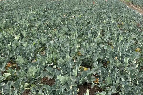 春季露地西兰花种植技术，什么时候种植合适