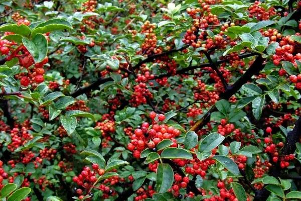 花椒种植需要什么条件,附种植方法和时间