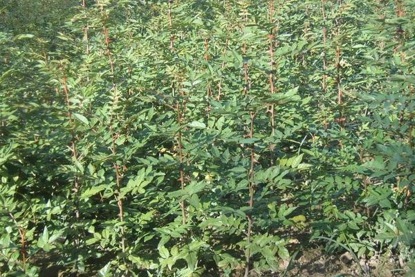 花椒种植需要什么条件,附种植方法和时间