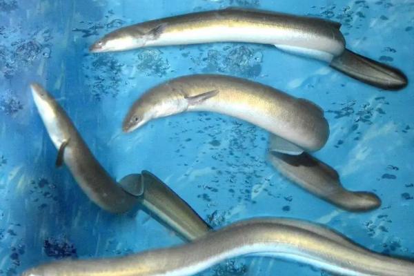 鳗鱼养殖技术与管理，养殖鳗鱼与野生鳗鱼有什么区别