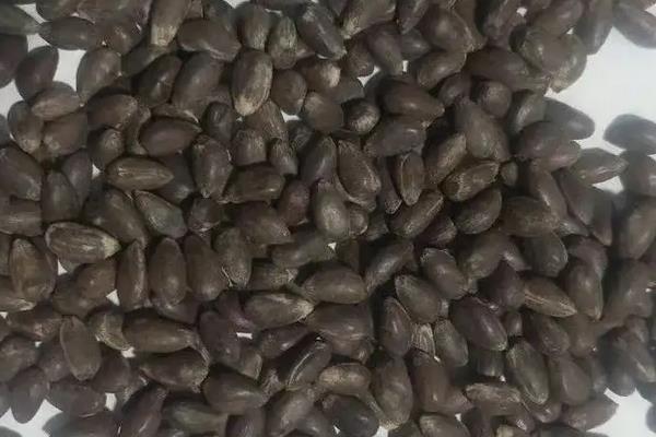 棉花怎么种植,适合哪些地方种植