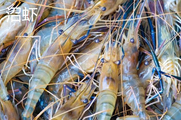 沼虾要去虾线吗，沼虾与河虾区别