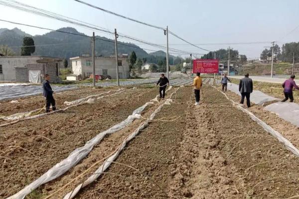 辣椒起垄有几种方式,附辣椒种植方法