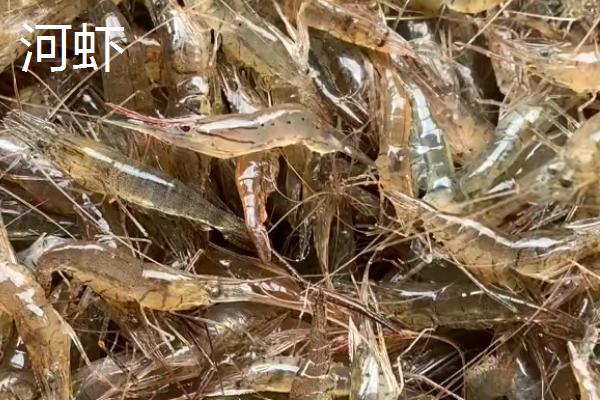 沼虾要去虾线吗，沼虾与河虾区别