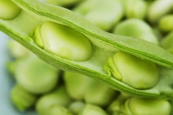 蚕豆怎么发芽,几天可以发芽