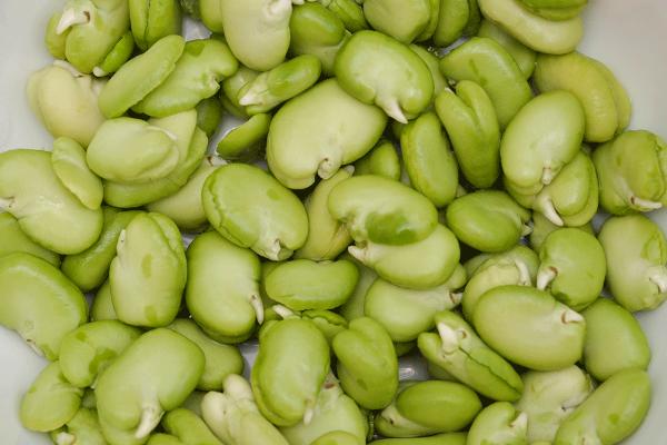 蚕豆怎么发芽,几天可以发芽