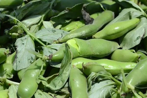 蚕豆怎么发芽,几天可以发芽