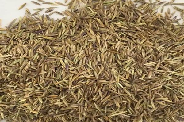 野燕麦种子传播方法,和小麦种子有什么区别