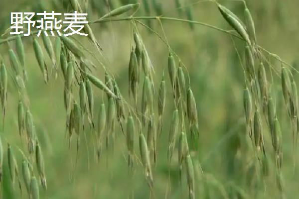 野燕麦种子传播方法,和小麦种子有什么区别