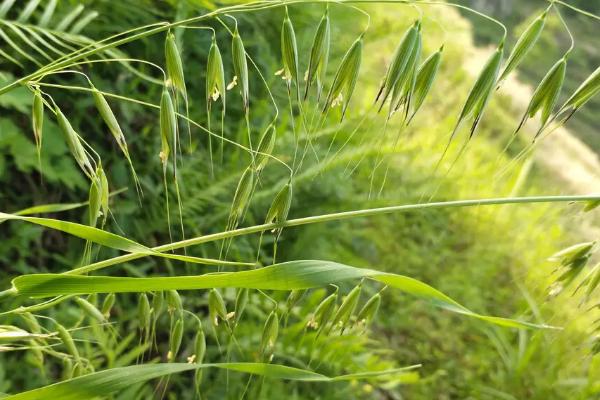 野燕麦种子传播方法,和小麦种子有什么区别