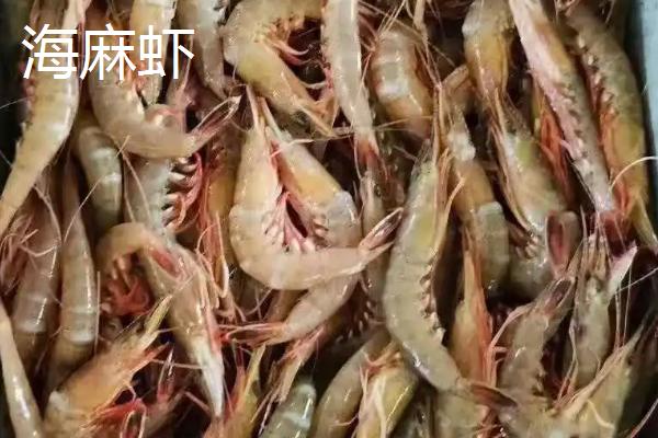 海虾种类,与淡水虾有什么区别